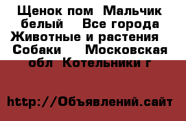 Щенок пом. Мальчик белый  - Все города Животные и растения » Собаки   . Московская обл.,Котельники г.